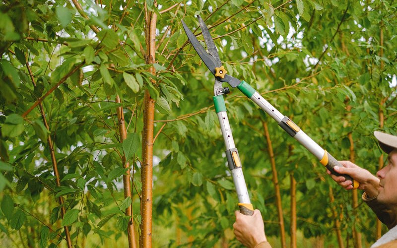 Tree trimming in Great Cacapon, WV