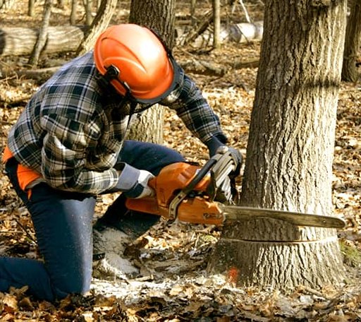 Tree Removal in Great Cacapon, WV